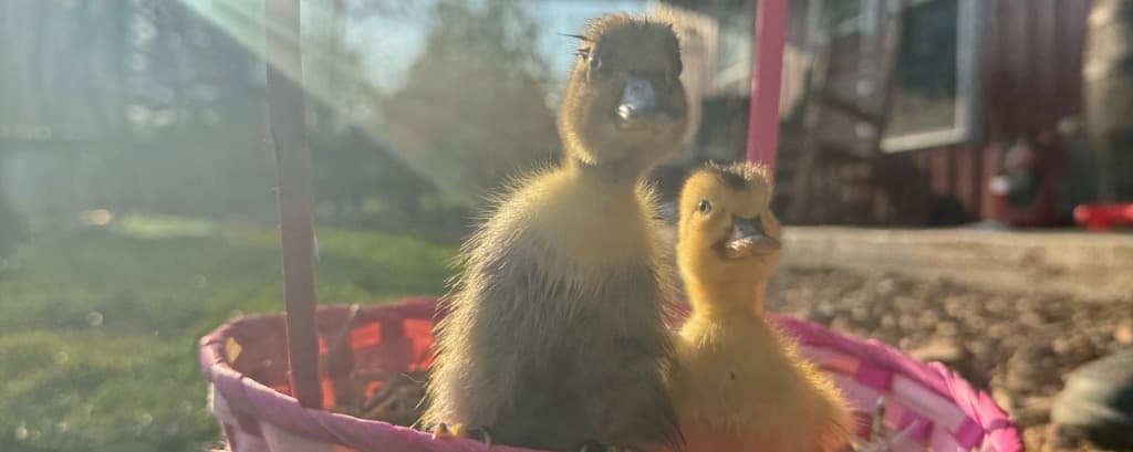 Getting Your Ducks in a Row: The Ultimate Guide to Starting Your Flock