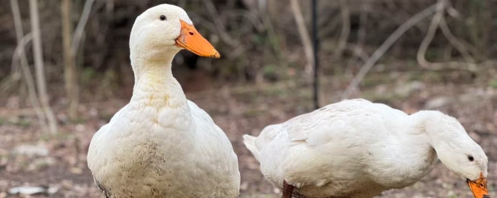 Is Duck Keeping for You? The Honest Reality of Waterfowl Care