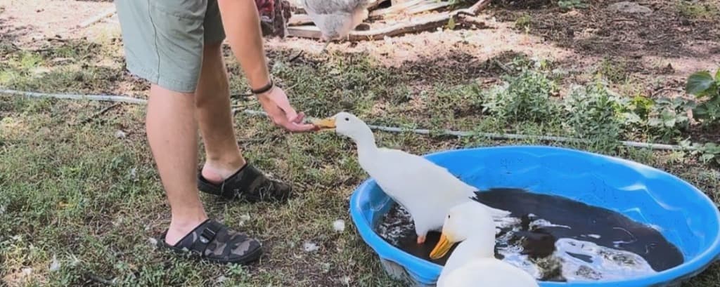 The Myth of the "Happy" Pond: Why Dumping Domestic Ducks is a Death Sentence