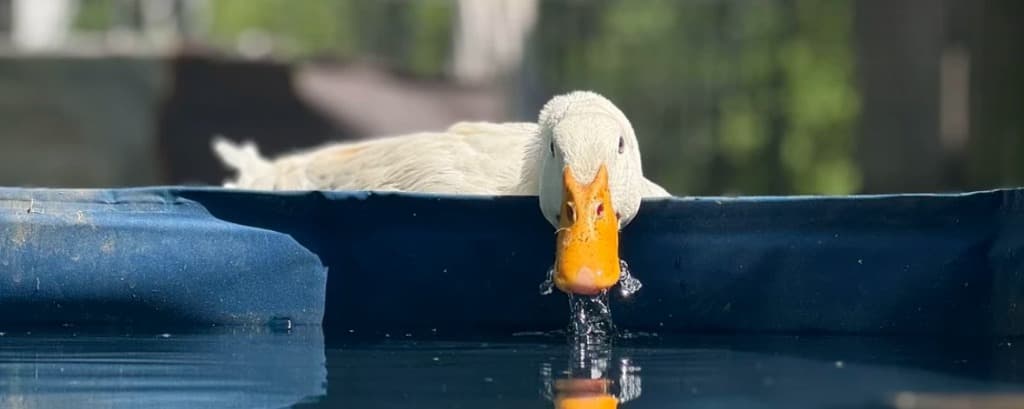The Duck Diner: A Complete Guide to Waterfowl Nutrition and Hydration