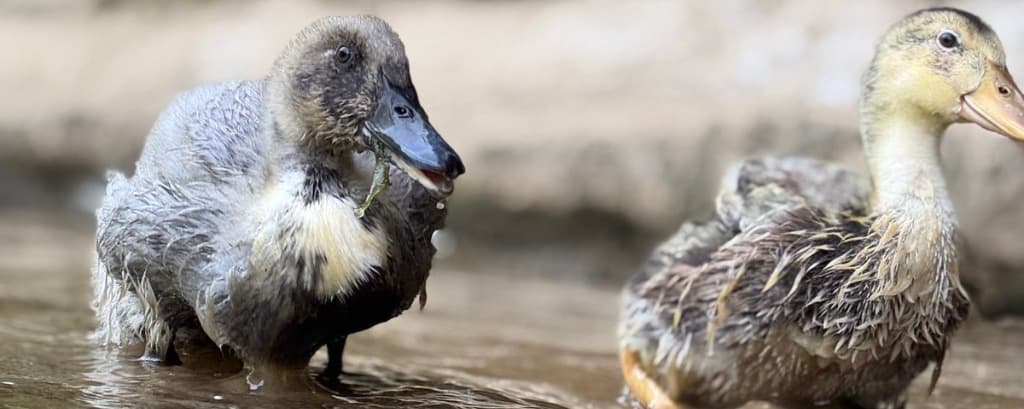 "Ugly Duckling": Navigating the Critical Four-Week Growth Spurt