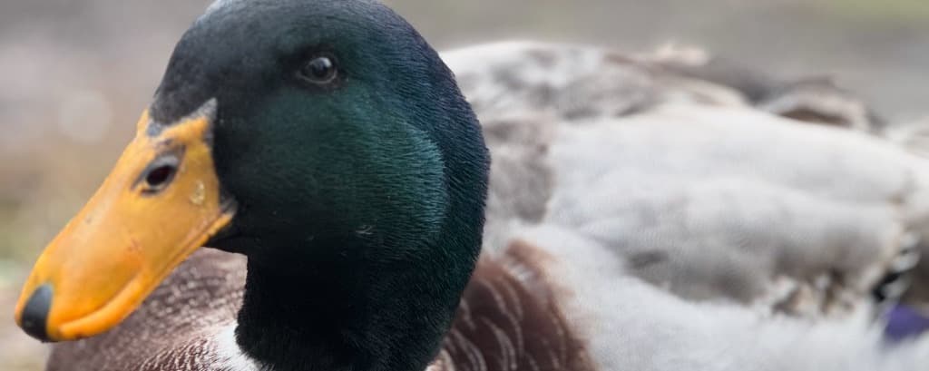 What the Duck? A Deep Dive into the Delightful, Demanding, and Downright Strange World of Duck Behavior