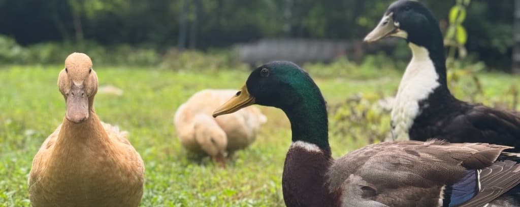 Why Ducks Make the Ultimate Backyard Addition